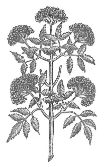 Historical Plant Illustration Impressions: Common Elder Tree