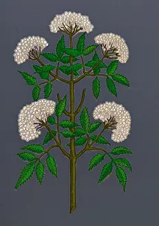 Historic Plant Illustration Impressions: Common Elder Tree