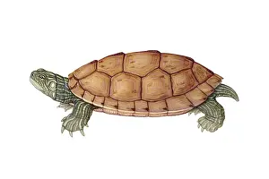 Reptile Illustrations Impressions: Common Map Turtle