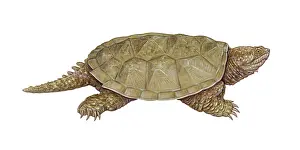 Wildlife Illustration Art Impressions: Common Snapping Turtle