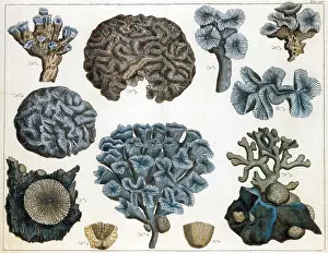 Marine Invertebrates Impressions: Corals