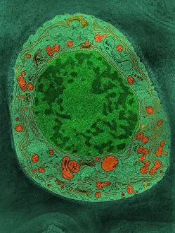 TEM Micrograph Impressions: Corn Root Tip Cell, TEM
