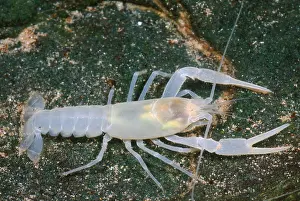 American Crayfish Impressions: Crayfish