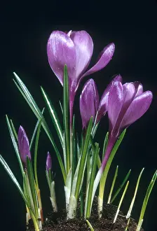Purple Flowering Plant Impressions: Crocus in Bloom