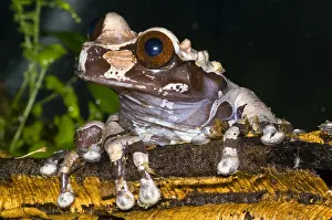 Central American Frogs Impressions: Crowned Tree Frog
