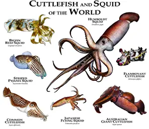 Australian Ocean Wildlife Impressions: Cuttlefish of the World