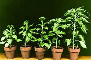 Botany Studio Photography Impressions: Daylight Experiment