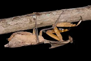Praying Mantis Species Impressions: Dead Leaf Mantis
