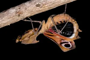 Praying Mantis Species Impressions: Dead Leaf Mantis
