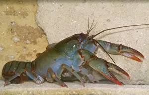 Freshwater Crustaceans Impressions: Devil Crayfish