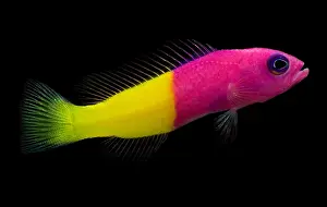Tropical Reef Fish Impressions: Dottyback
