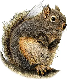 American Wildlife Art Impressions: Douglas Squirrel
