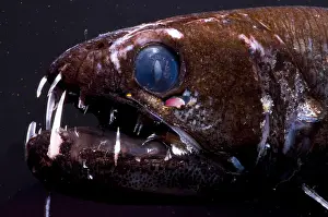 Deep Sea Fish Impressions: Dragonfish