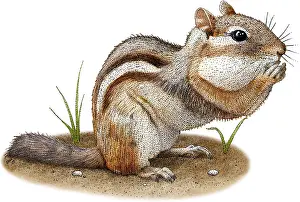 American Wildlife Impressions: Eastern Chipmunk