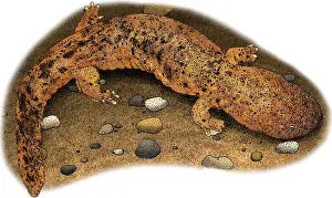 American Wildlife Art Impressions: Eastern Hellbender