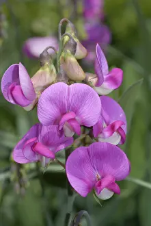 Ornamental Flowering Plants Impressions: Everlasting Pea