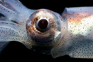 Deep Sea Squid Impressions: Eye Flash Squid