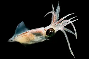 Deep Sea Squid Impressions: Eye Flash Squid