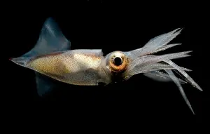 Deep Sea Squid Impressions: Eye Flash Squid