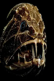 Deep Sea Fish Impressions: Fangtooth