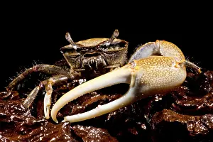 Fiddler Crab Impressions: Fiddler Crab