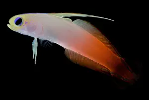 Tropical Fish Impressions: Firefish