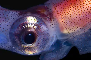 Deep Sea Squid Impressions: Firefly Squid