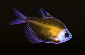 squelette de poisson