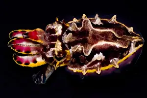 Poisonous Sea Creatures Impressions: Flamboyant Cuttlefish