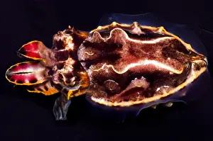 Poisonous Sea Creatures Impressions: Flamboyant Cuttlefish