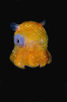 Underwater Animal Images Impressions: Flapjack Octopus