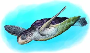 Australian Sea Turtles Impressions: Flatback Sea Turtle