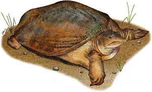 Wildlife Illustrations Impressions: Florida Softshell Turtle