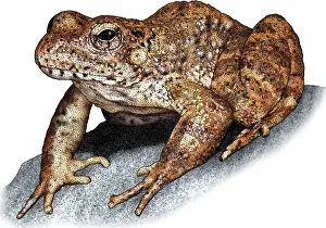 American Wildlife Art Impressions: Foothill Yellowlegged Frog