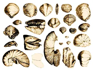 Fossiles de coquillages fossilisés, 1844 Image colorisée daprès les observations géologiques des îles volcaniques faites par Darwin dans son livre "Observations géologiques sur les îles volcaniques".