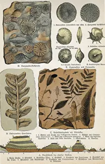 Paleontology Illustrations Impressions: Fossils