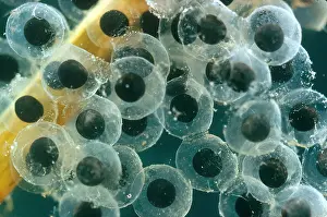Amphibian Life Cycle Impressions: Frog Eggs Hatching