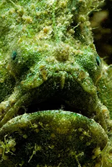 Tropical Reef Fish Impressions: Frogfish