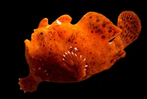 Marine Vertebrates Impressions: Frogfish