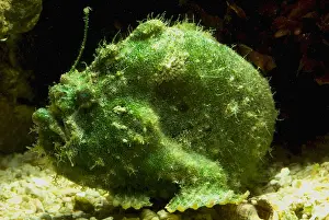 Tropical Reef Fish Impressions: Frogfish