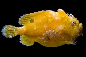 Camouflage Fish Impressions: Frogfish