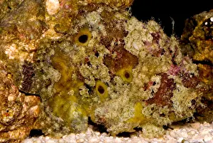 Camouflaged Fish Impressions: Frogfish