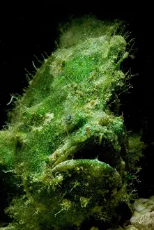 Close Up Animal Portraits Impressions: Frogfish