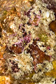 Tropical Reef Fish Impressions: Frogfish