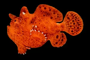 Tropical Reef Fish Impressions: Frogfish
