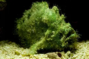 Tropical Reef Fish Impressions: Frogfish