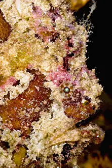 Tropical Reef Fish Impressions: Frogfish