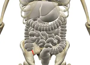 Gastrointestinal Tract Diagram Impressions: Gastrointestinal system with Appendix
