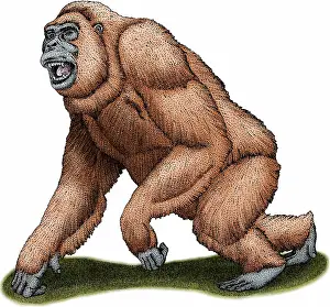 Mammal Artwork Impressions: Gigantopithecus