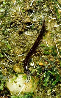 Invertebrate Animals Impressions: Glowworm